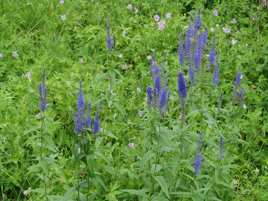 Изображение особи Veronica longifolia.