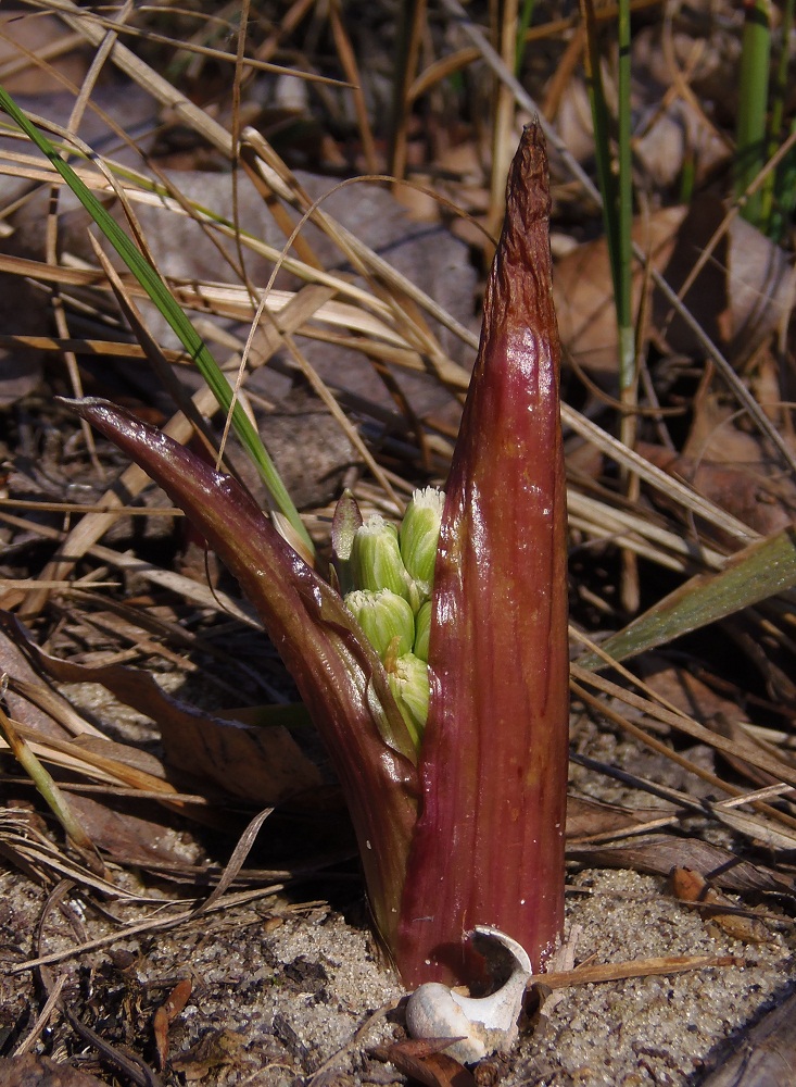 Image of Petasites spurius specimen.