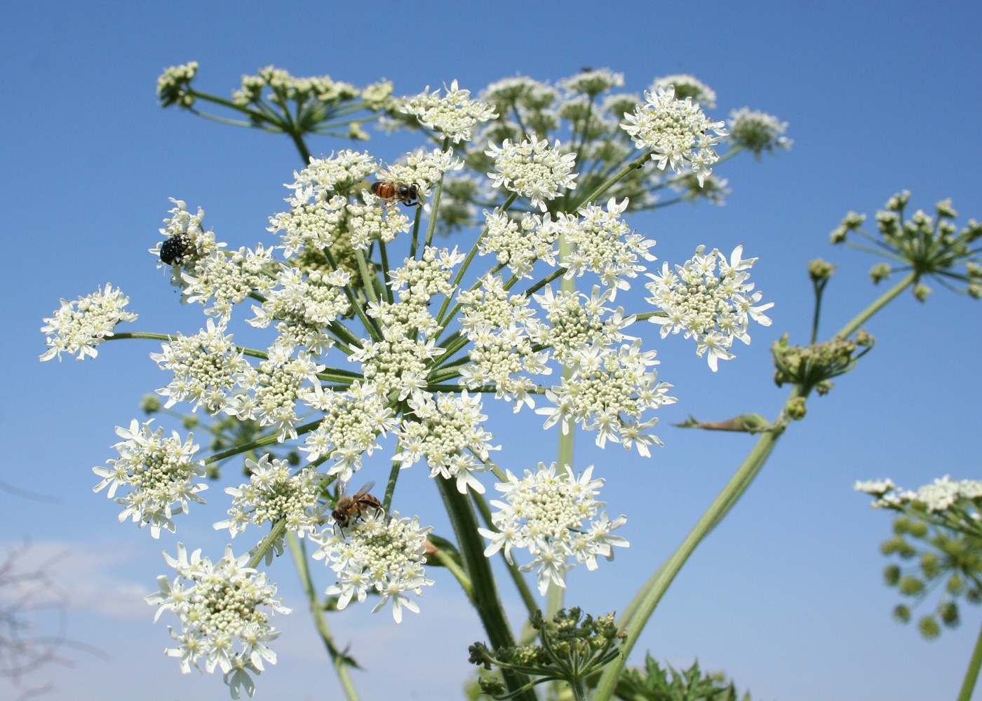 Изображение особи Heracleum dissectum.