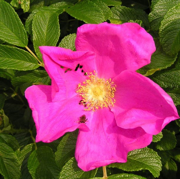 Изображение особи Rosa rugosa.