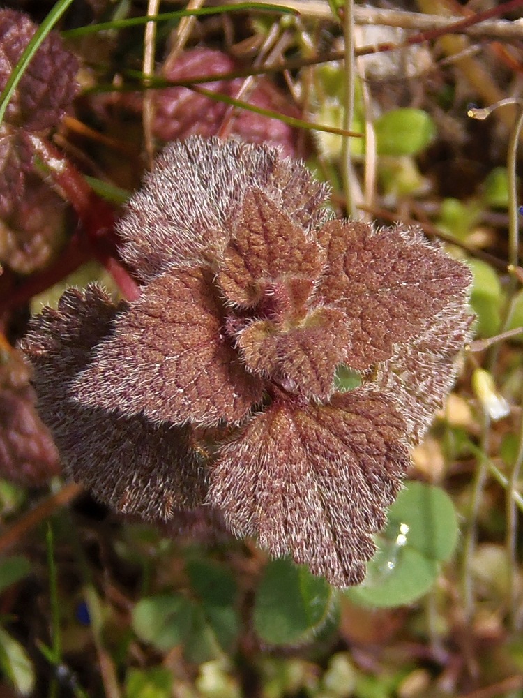 Image of Lamium purpureum specimen.