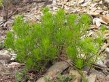 Veronica filifolia