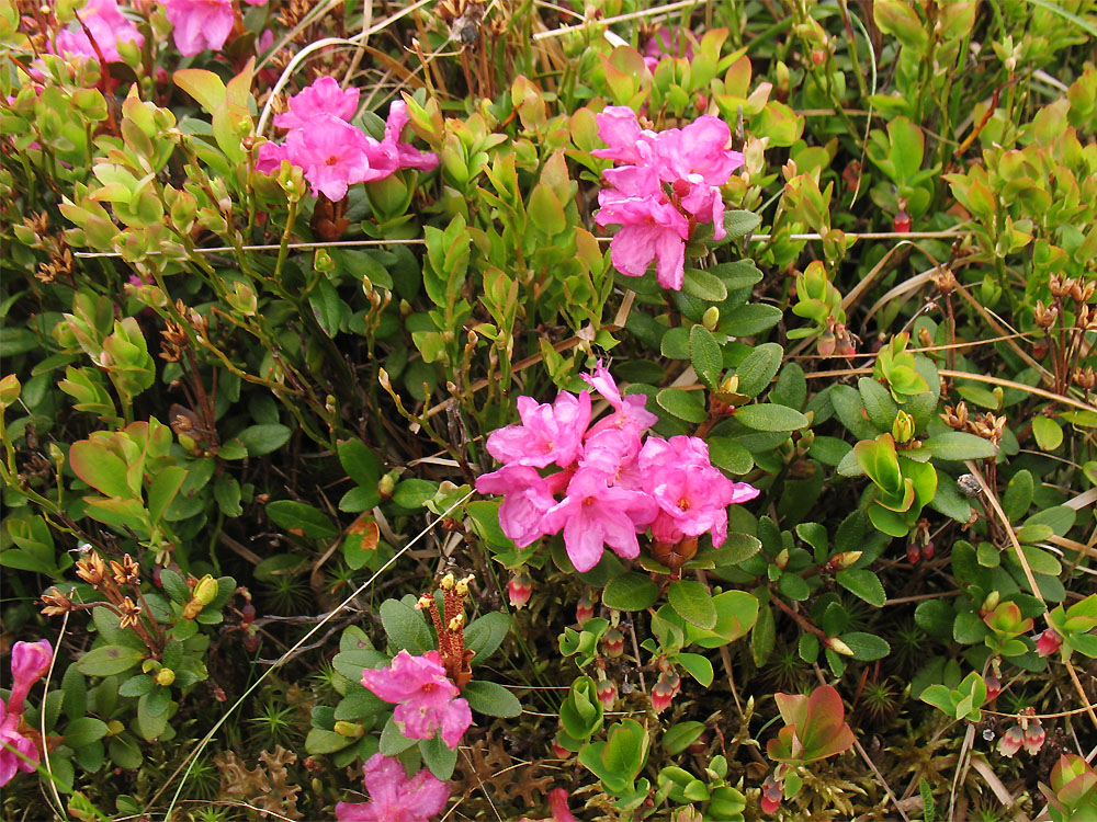 Image of Rhododendron kotschyi specimen.