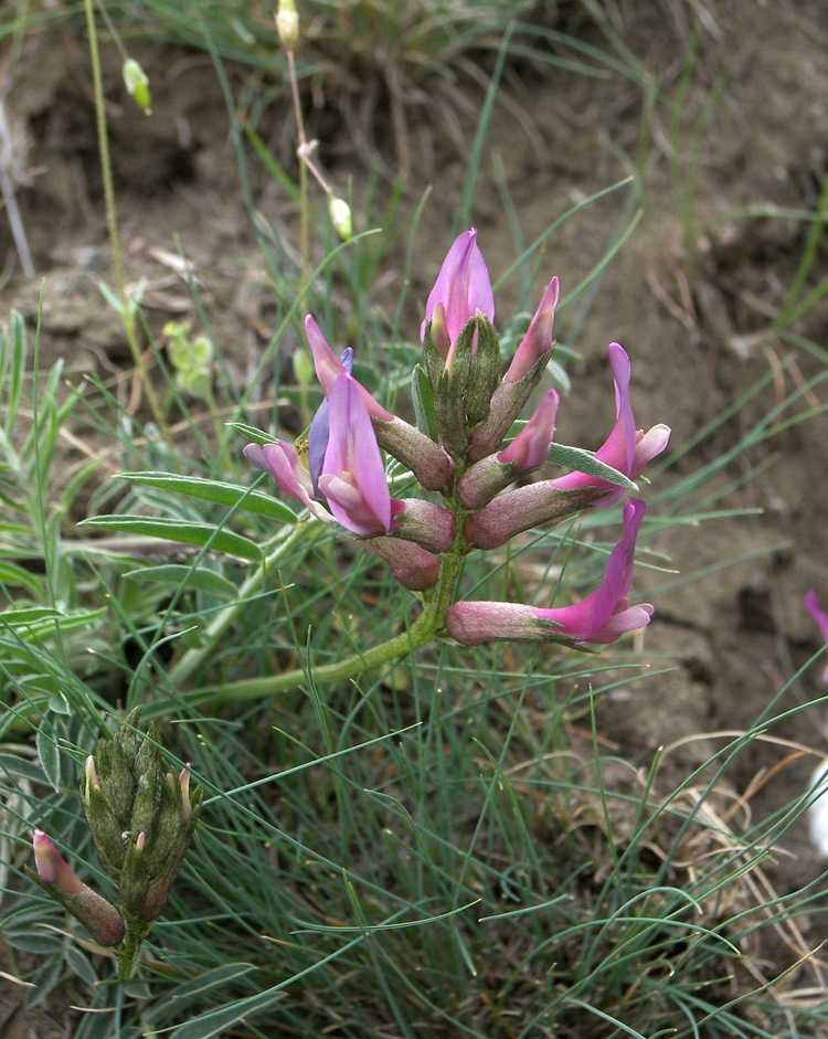 Изображение особи Astragalus rostratus.