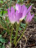 Colchicum speciosum