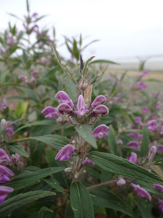 Image of Phlomis pungens specimen.