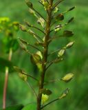 Lepidium perfoliatum. Часть соплодия. Ростовская обл., Орловский р-н, окр. пос. Маныч, обочина степной дороги. 28.04.2014.