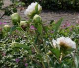 Paeonia lactiflora. Побеги с цветками и бутонами (махровый культивар). Германия, г. Дюссельдорф, Ботанический сад университета. 02.06.2014.