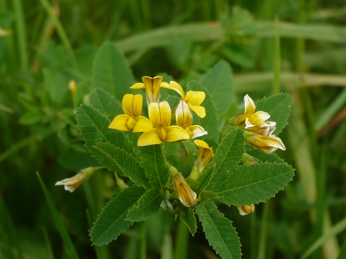 Изображение особи Melilotoides platycarpos.