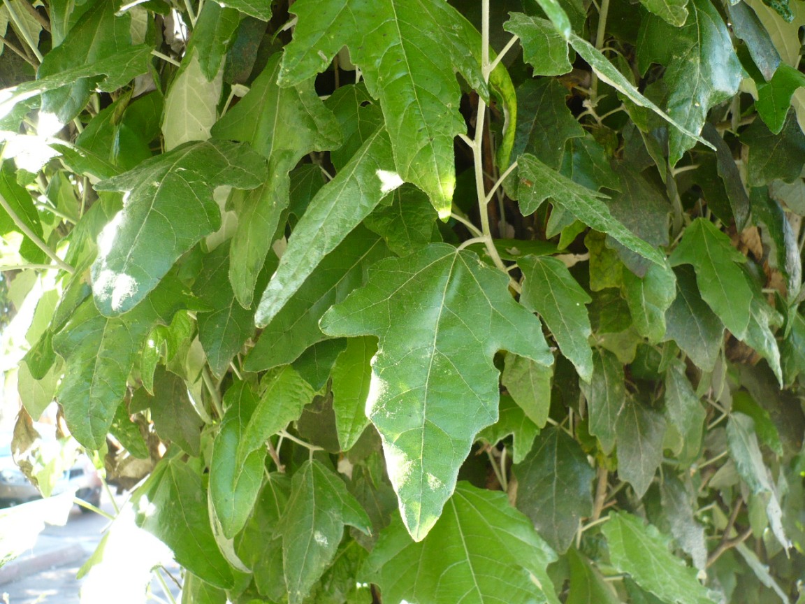Изображение особи Populus alba.
