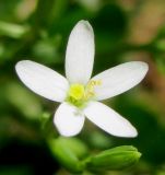 Centaurium meyeri