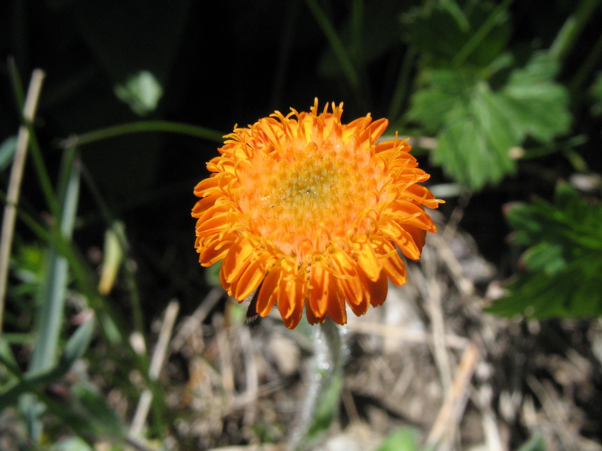 Image of Erigeron cabulicus specimen.