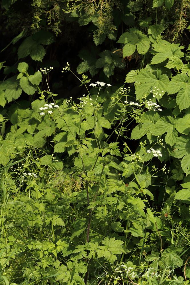 Image of Chaerophyllum temulum specimen.