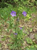 Campanula persicifolia