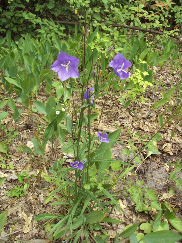 Image of Campanula persicifolia specimen.