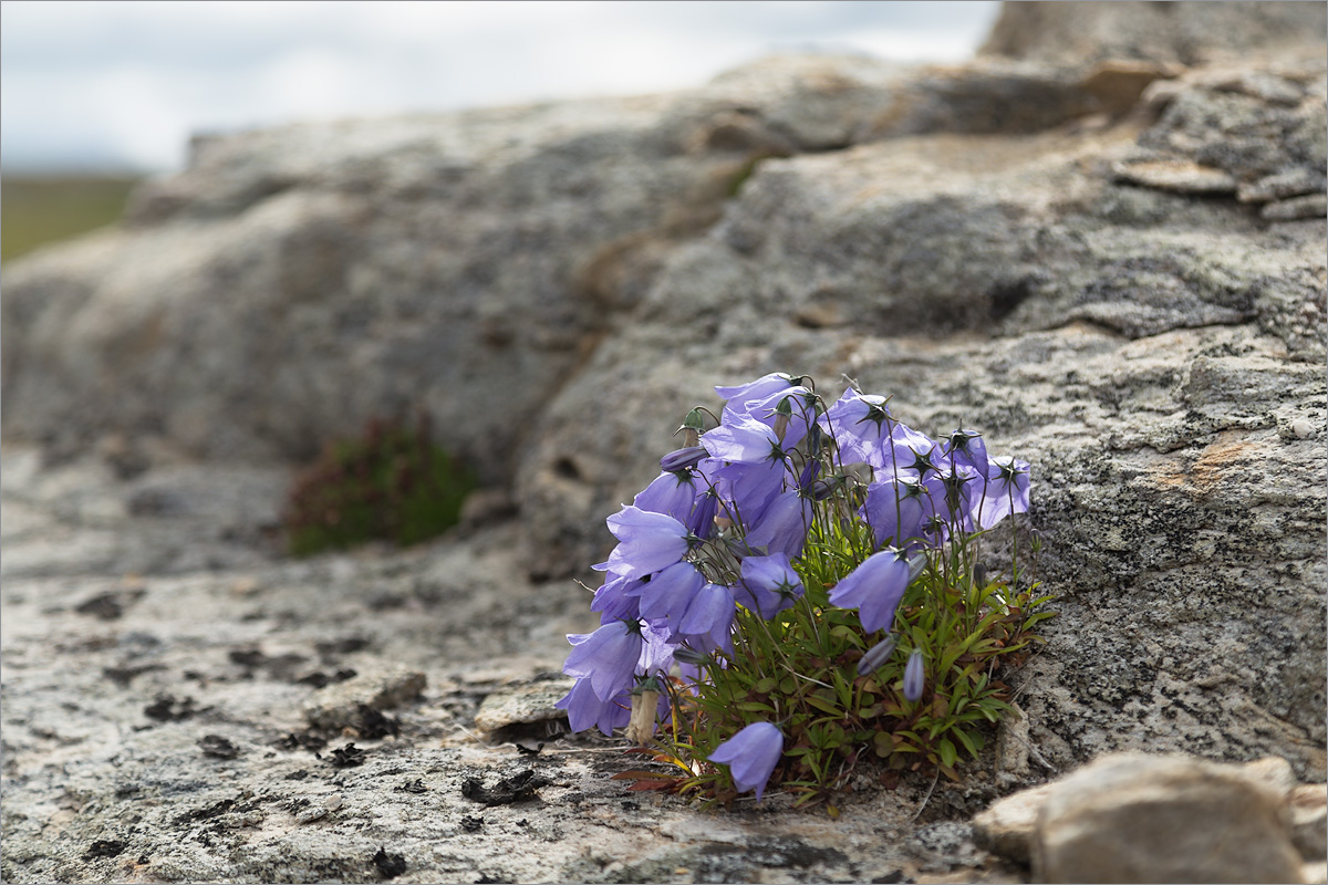 Image of Campanula rotundifolia specimen.