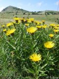 Inula ensifolia. Цветущее растение. Крымский природный заповедник, Бабуган-Яйла. 19.07.2009.