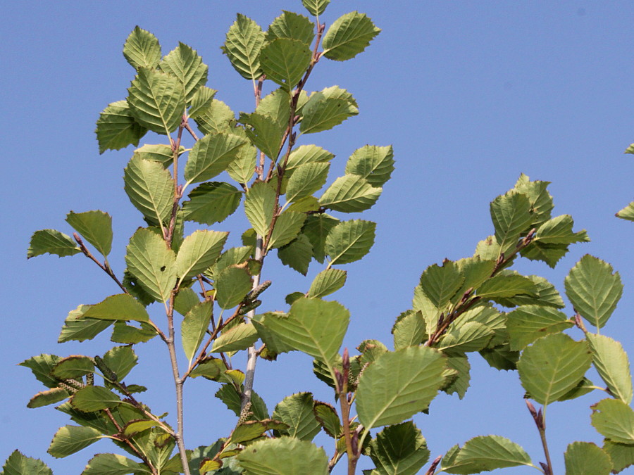 Изображение особи Duschekia alnobetula.