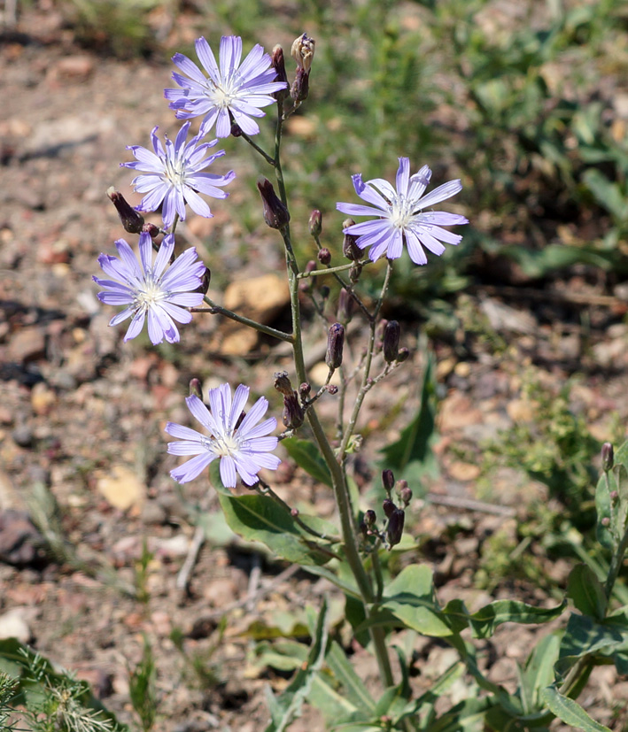 Image of Lactuca tatarica specimen.