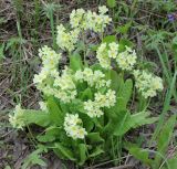 Primula pallasii