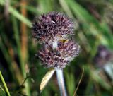 Clinopodium vulgare. Соплодие. Московская обл., Раменский р-н, окр. ж.-д. платформы Хрипань, просека под ЛЭП. 22.07.2014.