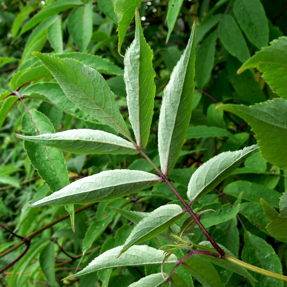 Изображение особи Sambucus sibirica.