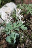 Corydalis ledebouriana. Цветущее растение. Южный Казахстан, горы Алатау, Западное ущелье, ~1000 м н.у.м. 11.04.2014.