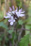Cephalaria transsylvanica