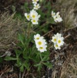 Anemonastrum sibiricum. Цветущее растение. Бурятия, южная часть Баргузинского хребта, перевал Снежный (выс. около 1500 м н.у.м.). 15.07.2009.