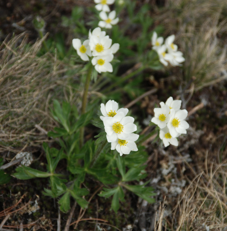 Изображение особи Anemonastrum sibiricum.