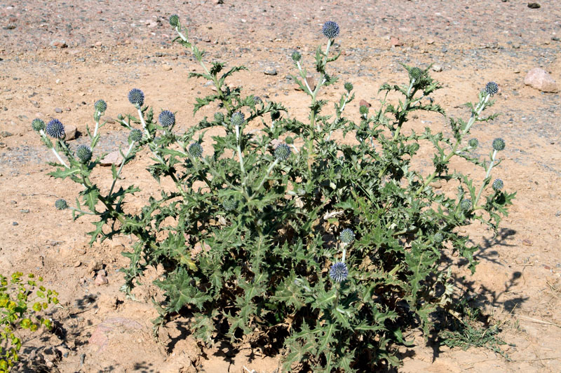 Image of Echinops karatavicus specimen.