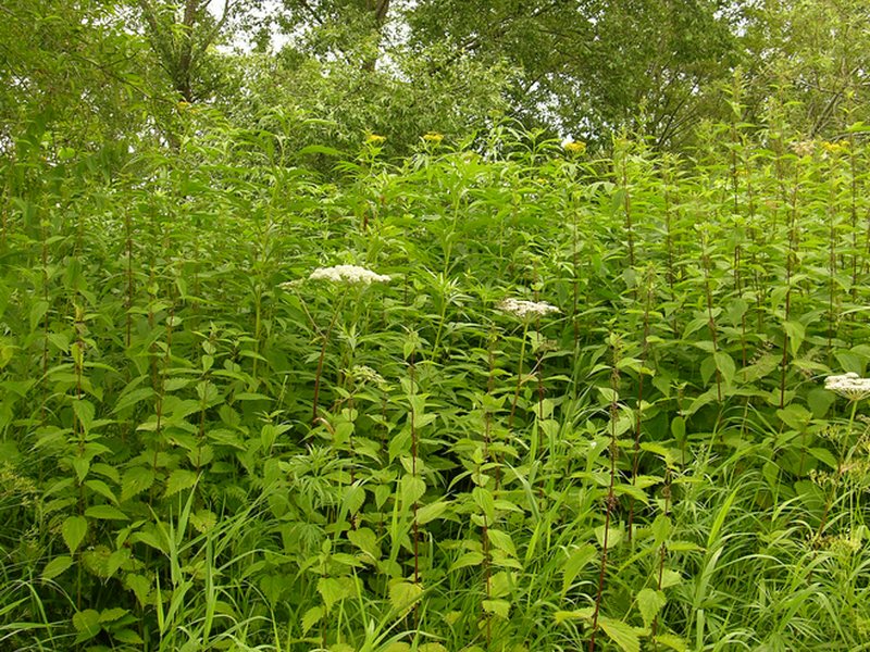 Изображение особи Urtica platyphylla.