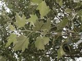 Populus alba