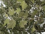 Populus alba. Побег взрослого дерева. Хорошо видно, что нижняя часть листьев покрыта беловойлочным опушением. Санкт-Петербург, конец августа.