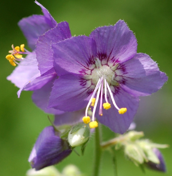 Image of Polemonium laxiflorum specimen.