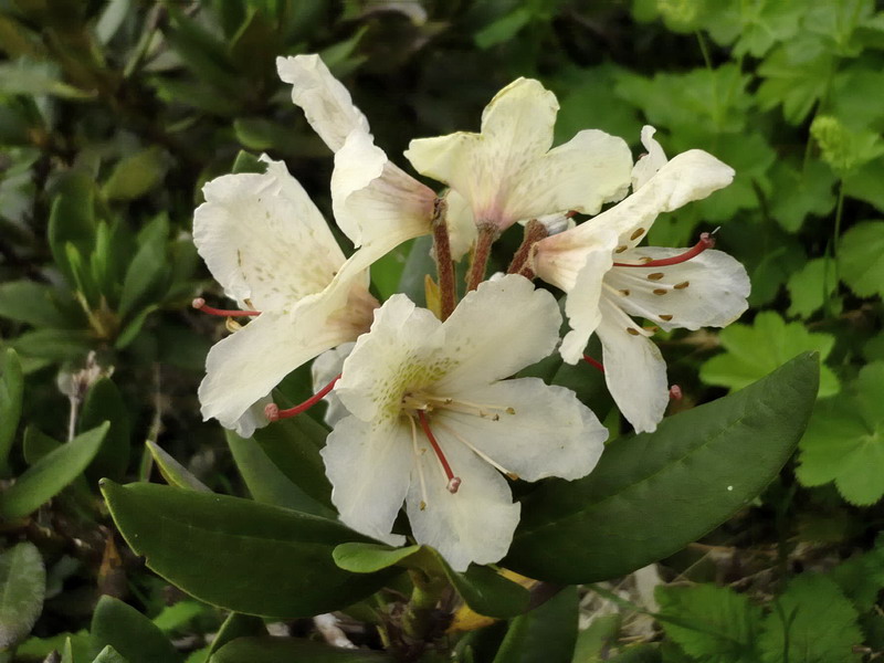 Image of Rhododendron caucasicum specimen.