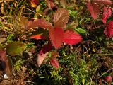 Fragaria orientalis