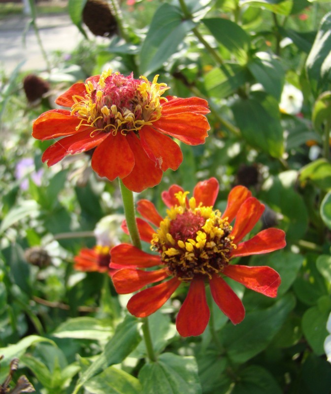 Изображение особи Zinnia elegans.