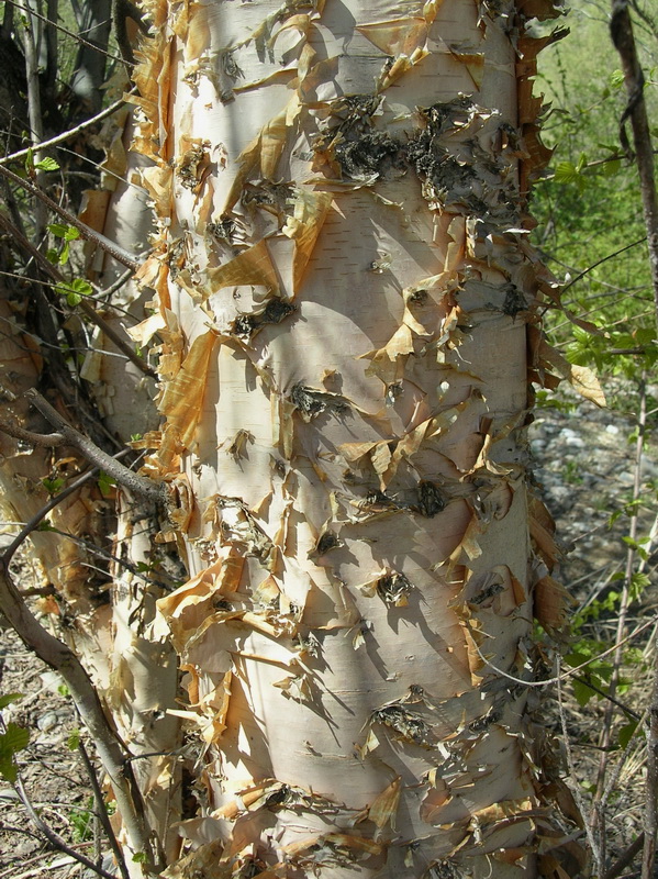 Image of Betula tianschanica specimen.