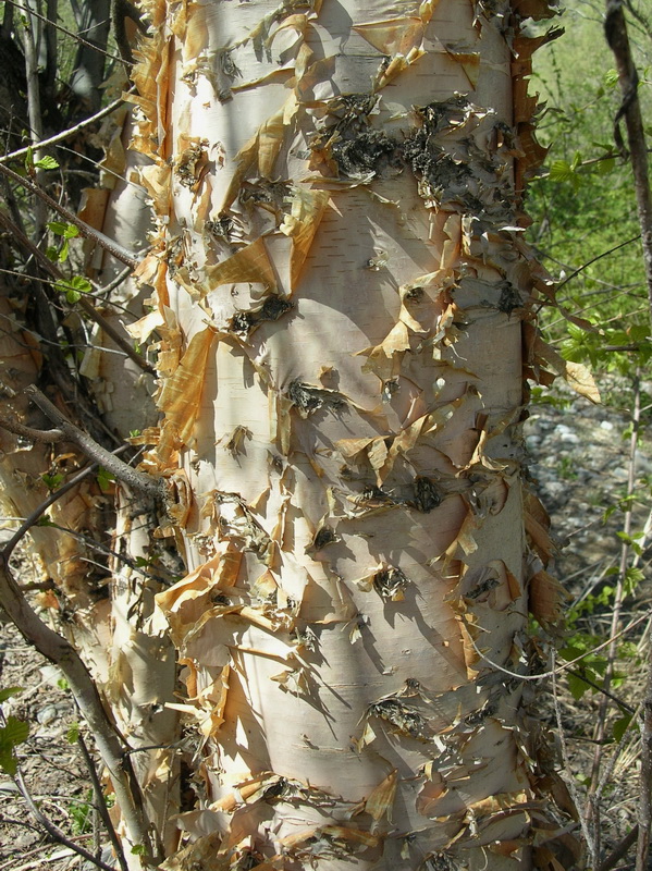 Изображение особи Betula tianschanica.