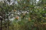 genus Pinus. Часть кроны взрослого растения с микростробилами. Южный Китай, окр. г. Феньхуан (Fenghuang, 凤凰县). Апрель 2015 г.