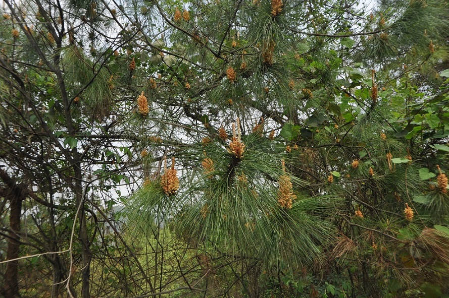 Изображение особи род Pinus.