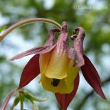 Aquilegia oxysepala. Цветок. Приморский край, Уссурийский гор. округ, окр. с. Монакино, берег р. Павлиновка. 08.06.2008.