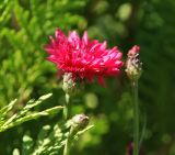 Centaurea cyanus. Соцветие (садовая красная форма). Московская обл., Раменский р-н, окр. дер. Хрипань, садовый участок. 12.08.2015.