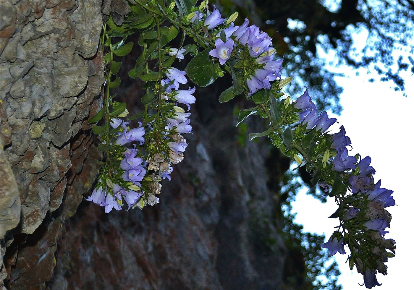 Изображение особи Campanula mirabilis.