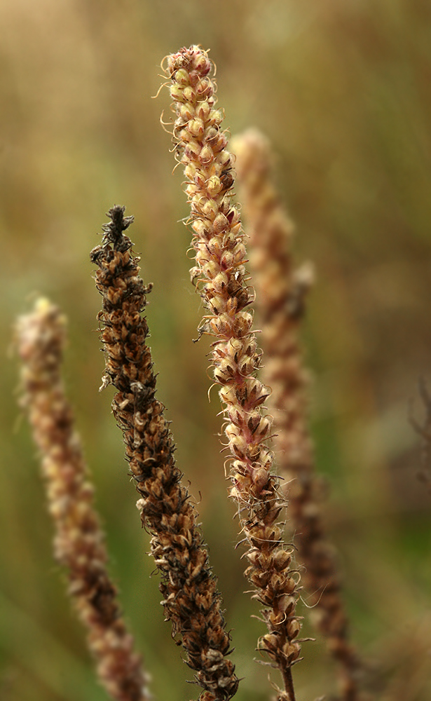 Изображение особи Veronica spicata.