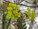Acer platanoides. Соцветия. Татарстан, г. Бавлы, край леса. 10.05.2015.