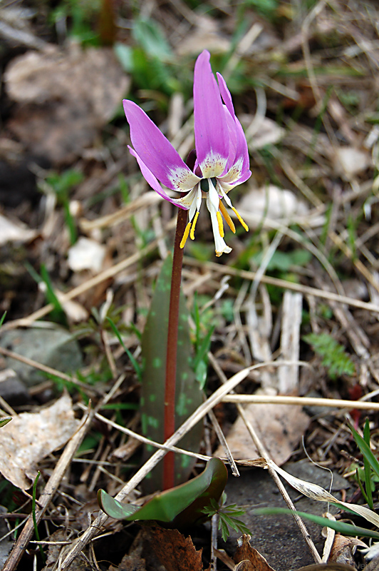 Image of Erythronium sibiricum specimen.