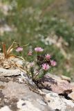 Pseudosedum karatavicum