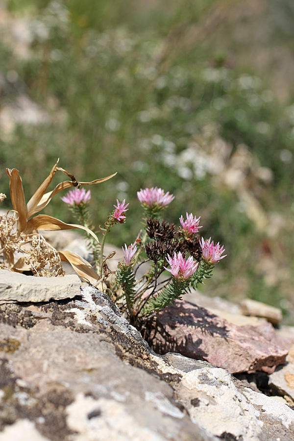 Image of Pseudosedum karatavicum specimen.